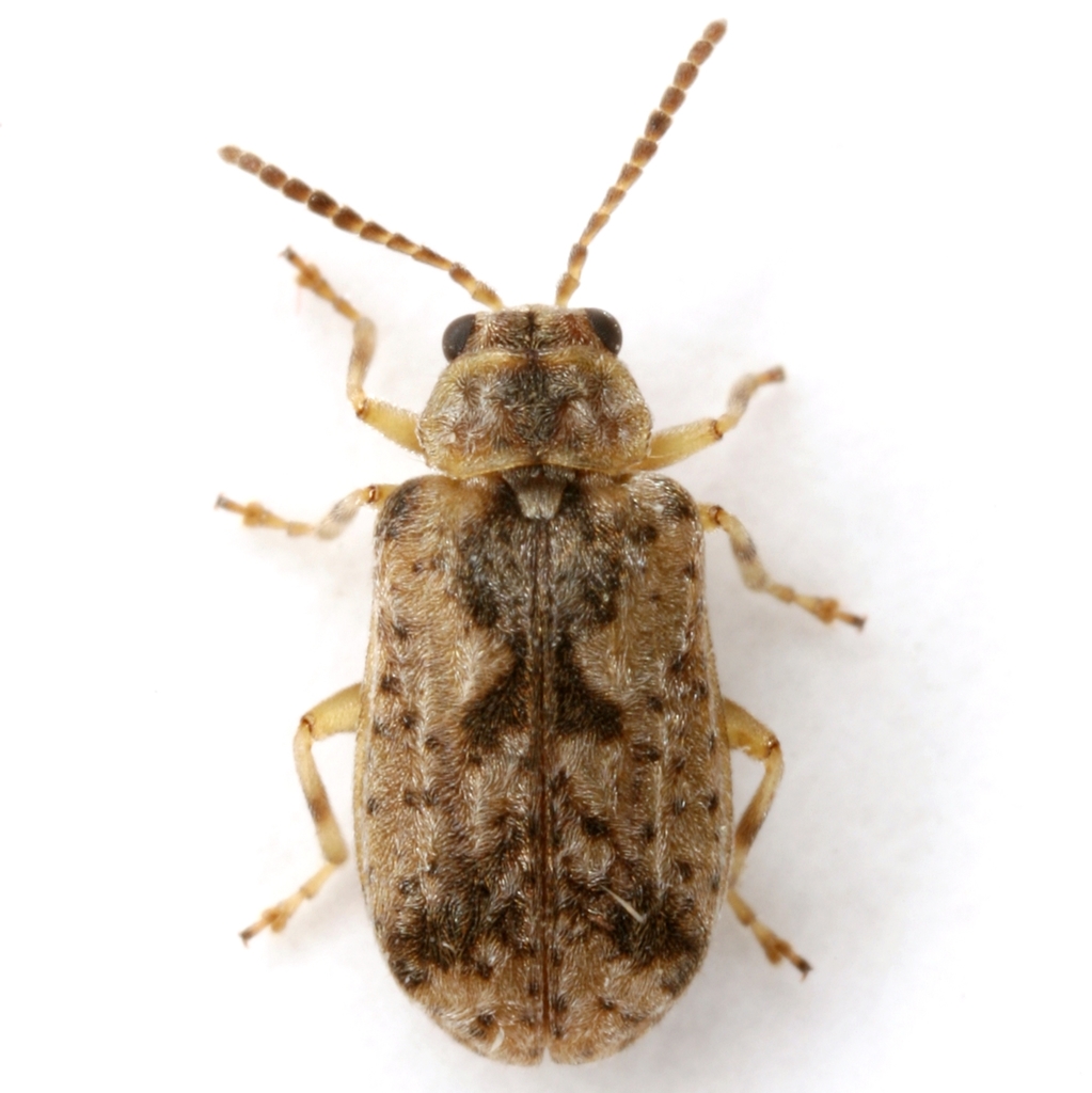 Yingabruxia sordida