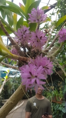 Dendrobium bracteosum