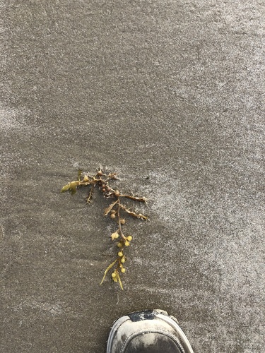 photo of Sargassum (Sargassum)