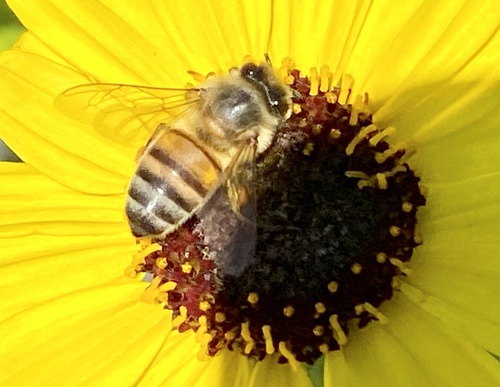 iNaturalist observation photo of Western Honey Bee