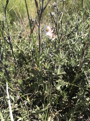 Achyranthemum affine