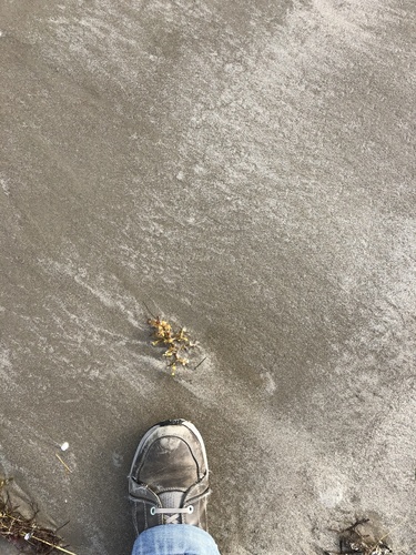 photo of Broad-leaved Gulfweed (Sargassum fluitans)