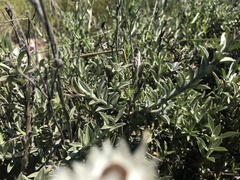 Achyranthemum affine