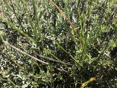 Achyranthemum affine