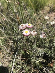 Achyranthemum affine