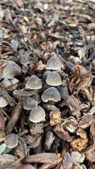 Mycena leptocephala