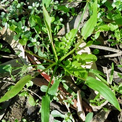 Damasonium minus