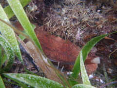 Australostichopus mollis