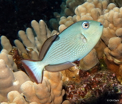 Xanthichthys auromarginatus