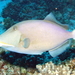 Bridled Triggerfish - Photo (c) sea-kangaroo, some rights reserved (CC BY-NC-ND), uploaded by sea-kangaroo