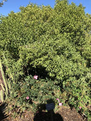 Vallesia baileyana
