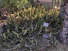 Trichocereus huascha