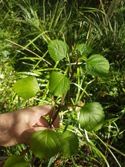 Plectranthus verticillatus