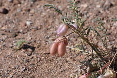 Astragalus