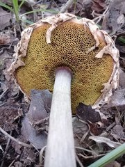 Boletellus ananas