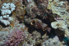 Polycarpa pigmentata