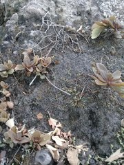 Kalanchoe fedtschenkoi