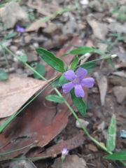 Brunoniella