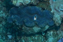 Tridacna derasa