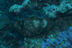 Tridacna derasa
