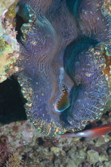 Tridacna derasa
