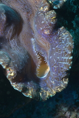 Tridacna derasa