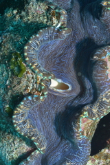 Tridacna derasa