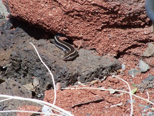 Western Skink, Lincoln County, ID, USA, photo 9 of 10