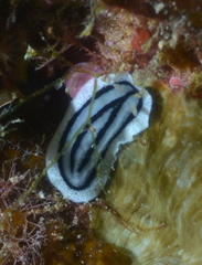 Phyllidiopsis xishaensis