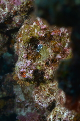 Phyllidiopsis xishaensis