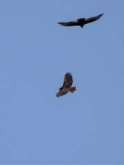 Buteo jamaicensis