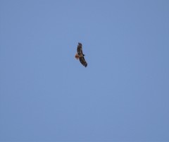 Buteo jamaicensis