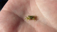 Pachygrapsus minutus