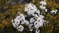 Epacris serpyllifolia