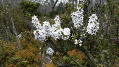 Epacris gunnii