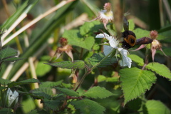Xylocopa appendiculata circumvolans