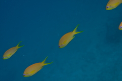 Pseudanthias