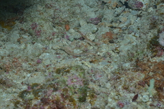 Corythoichthys ocellatus