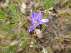 Brodiaea jolonensis
