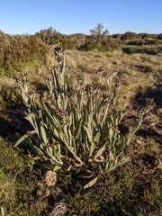 Senecio gunnii