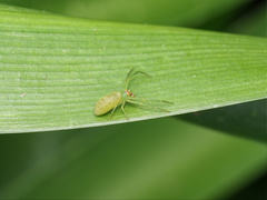 Cetratus rubropunctatus