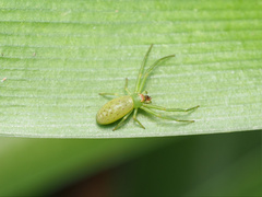 Cetratus rubropunctatus