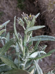 Senecio gunnii