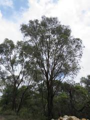 Eucalyptus oblonga