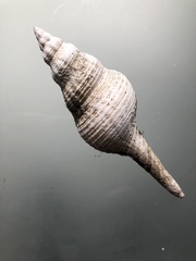 Propefusus australis