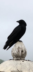 Corvus corone
