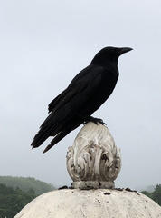 Corvus corone