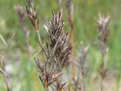 Schoenus villosus