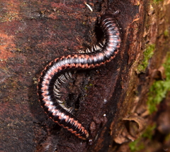 Spirobolellus antipodarus