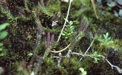 Lateristachys lateralis